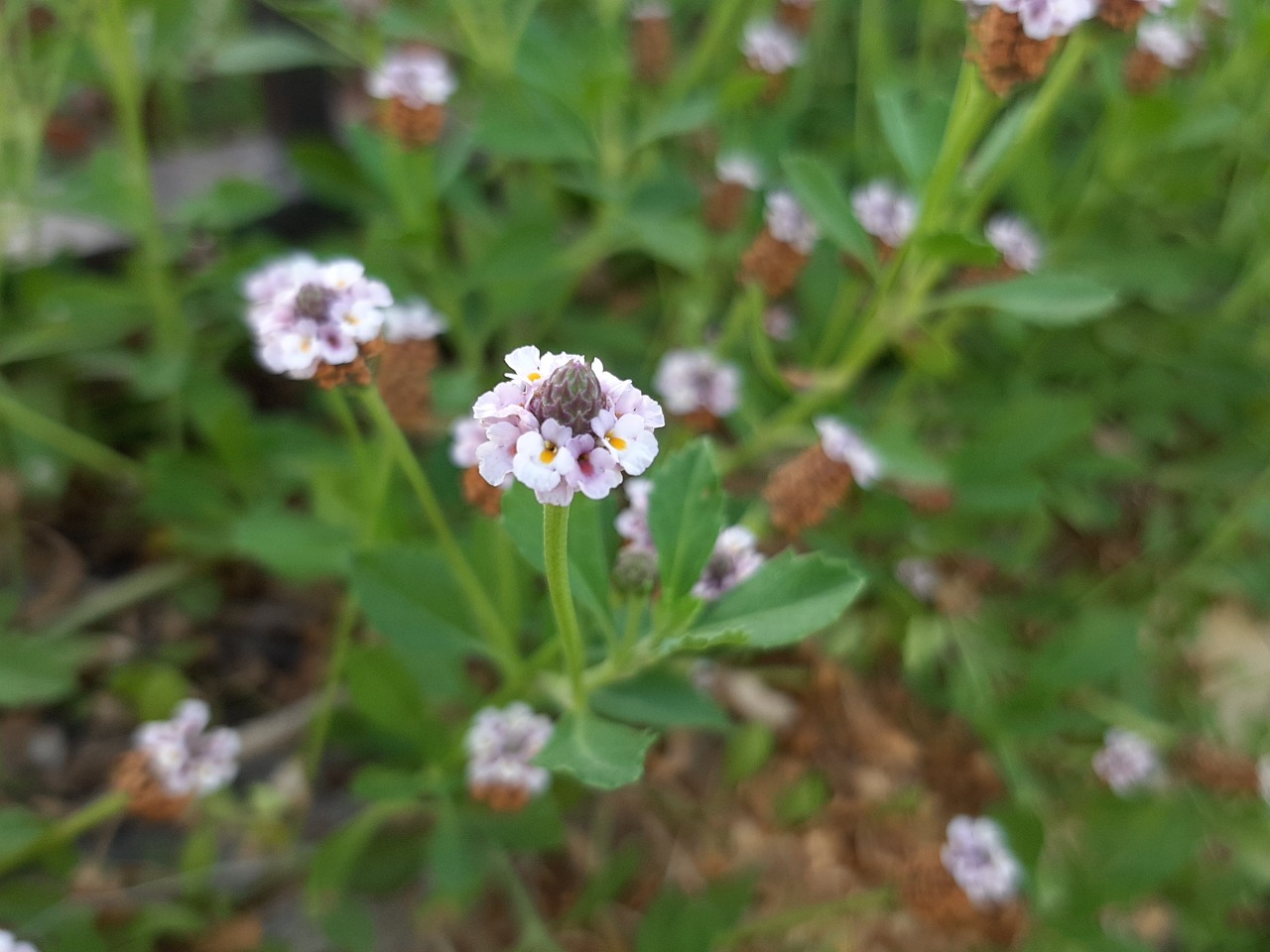 Phyla nodiflora