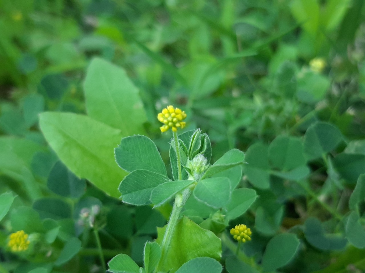 Medicago lupulina