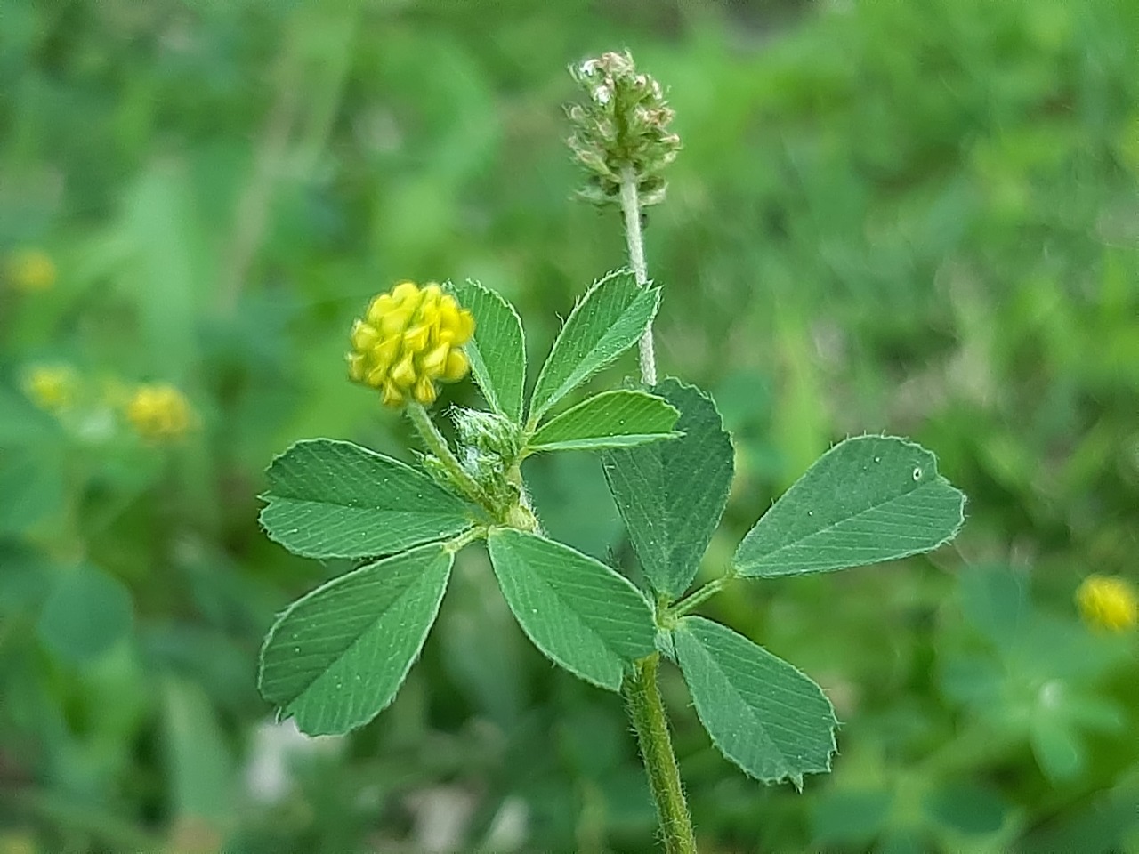 Medicago lupulina