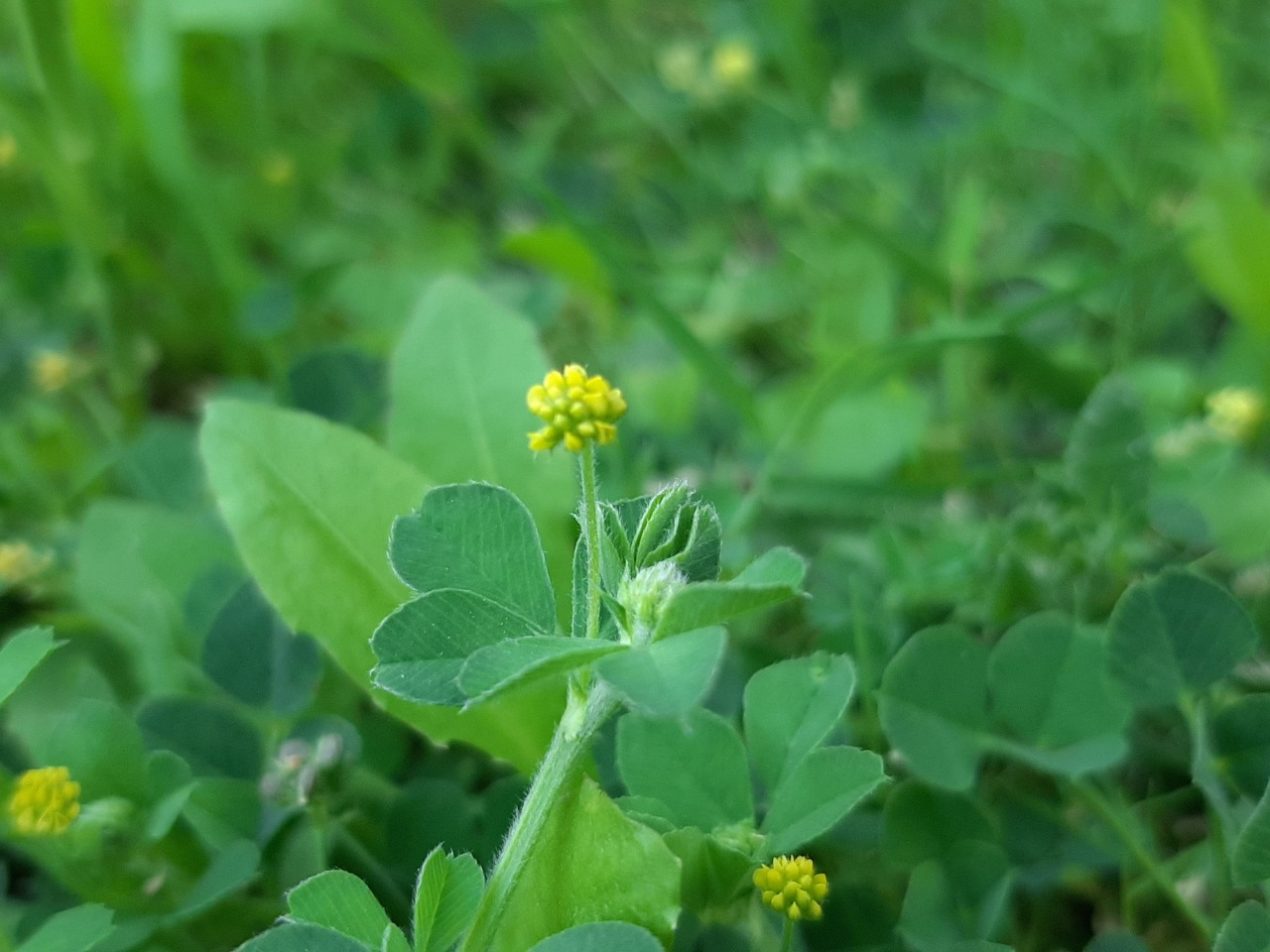 Medicago lupulina