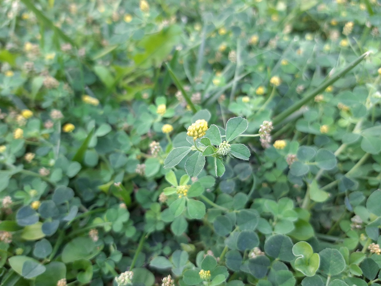 Medicago lupulina