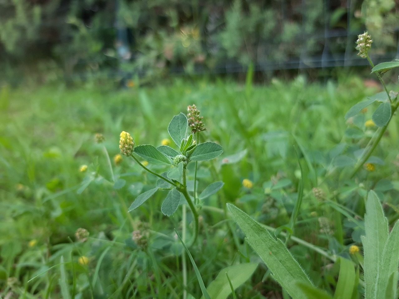 Medicago lupulina