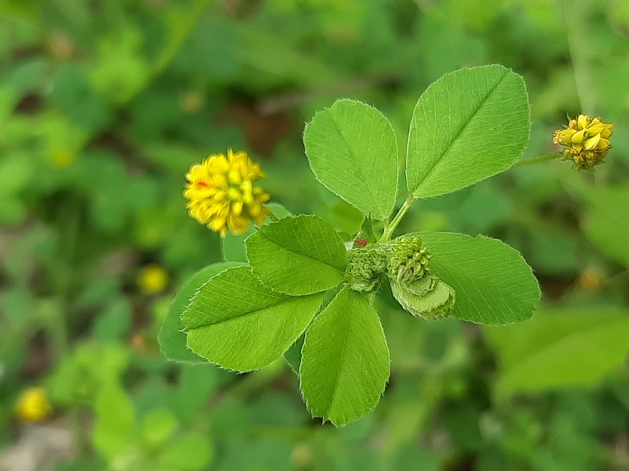 Medicago lupulina