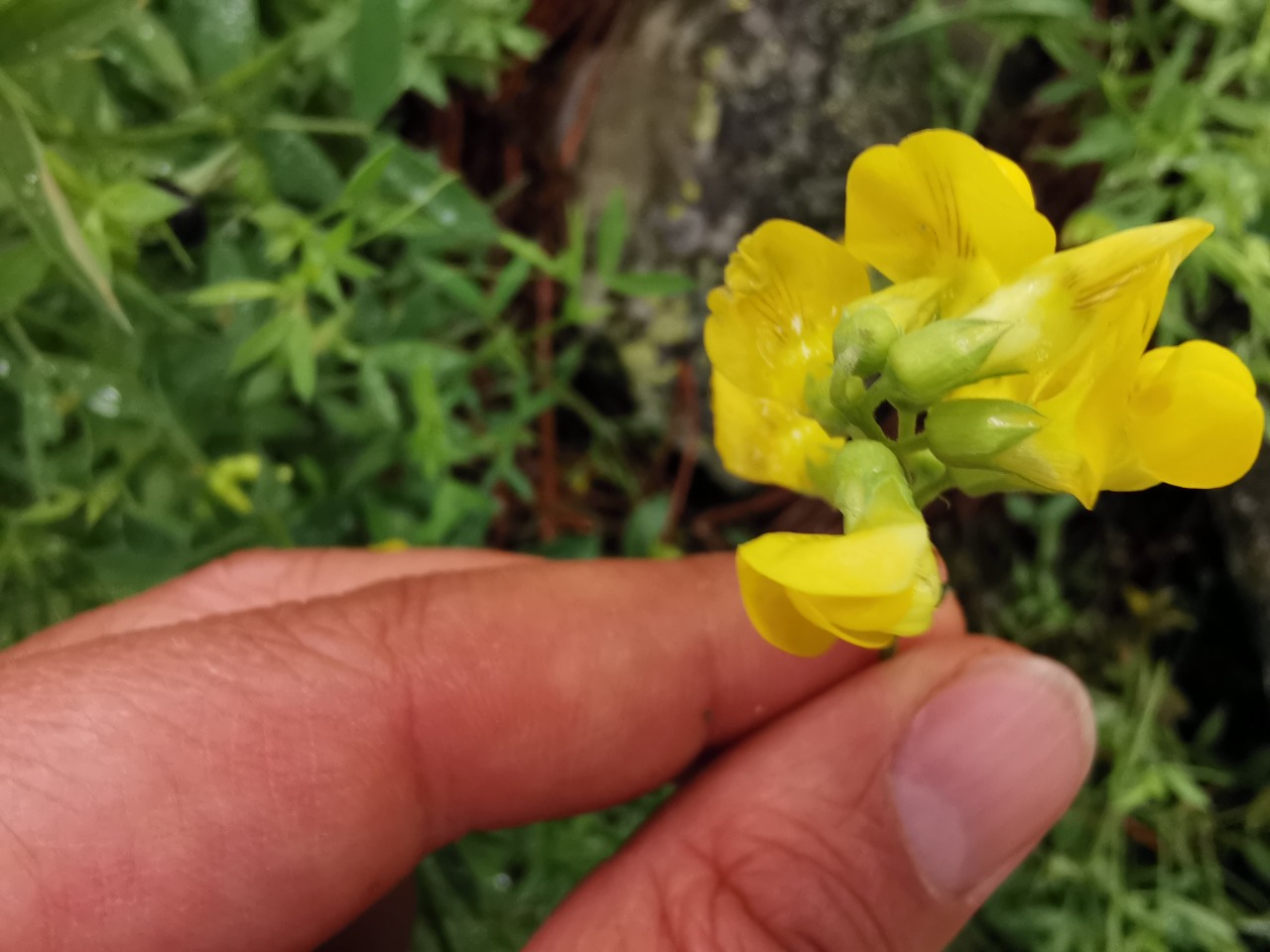 Lathyrus pratensis