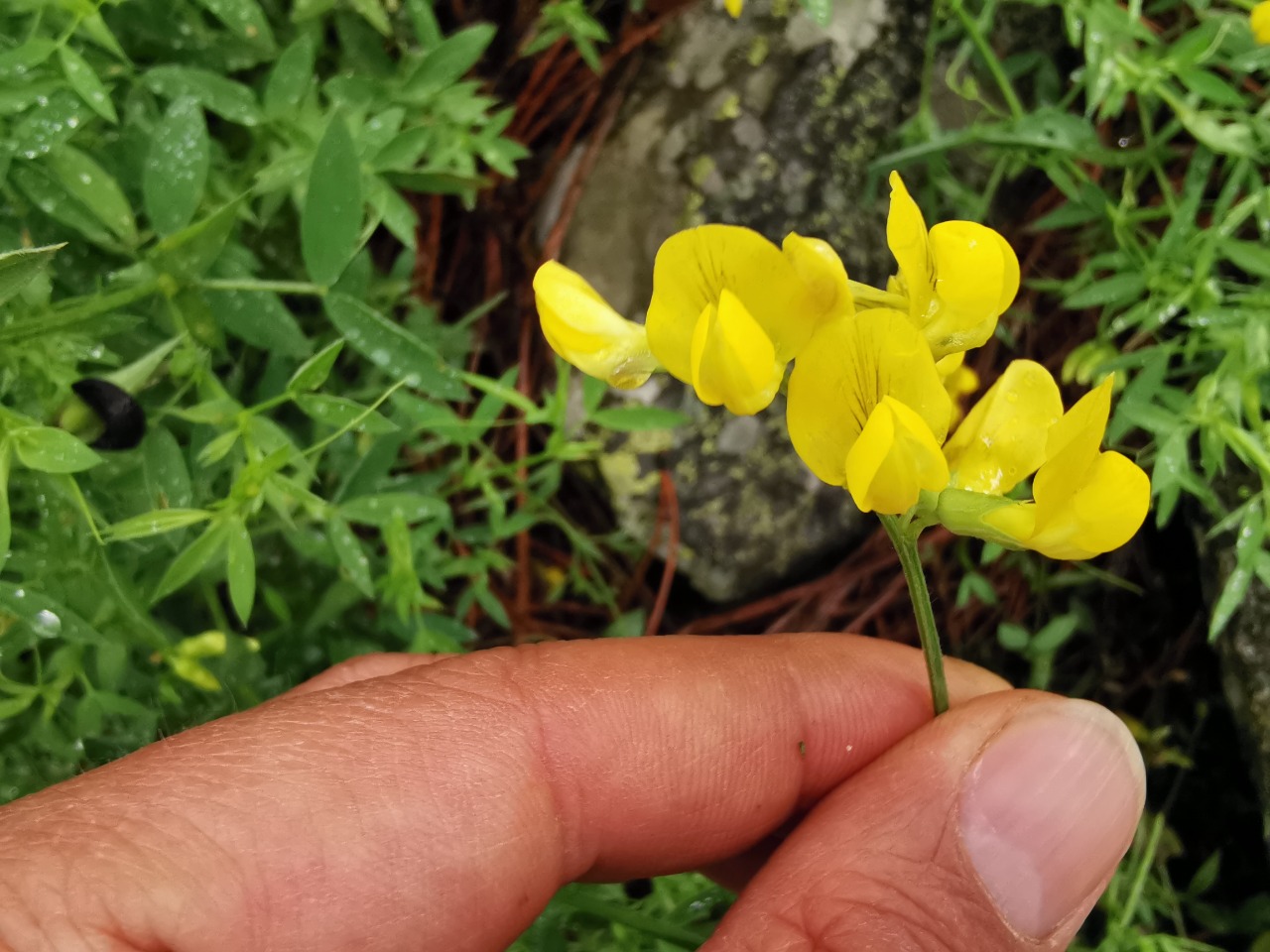 Lathyrus pratensis