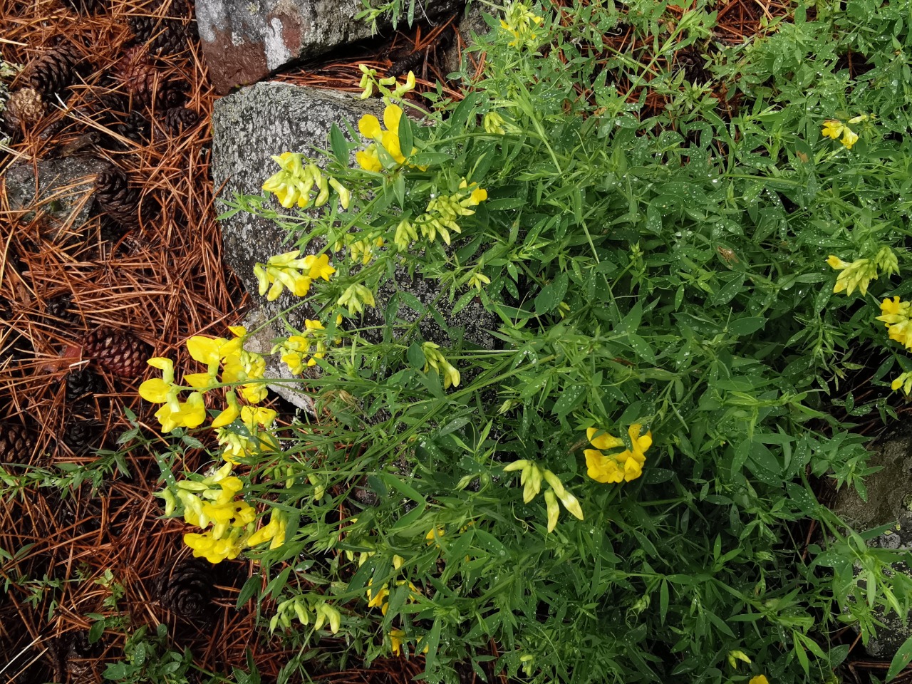 Lathyrus pratensis