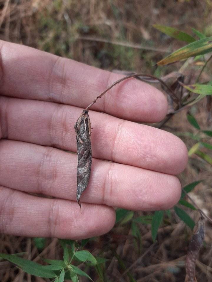 Lathyrus pratensis