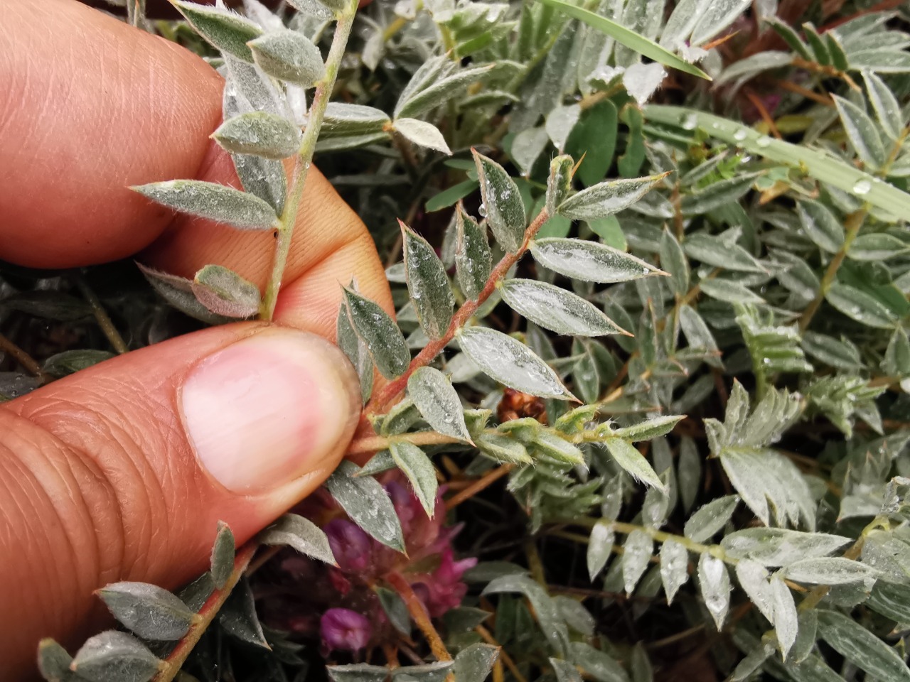 Astragalus brachypterus