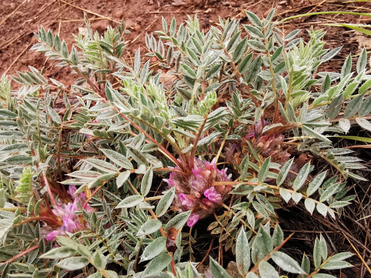 Astragalus brachypterus