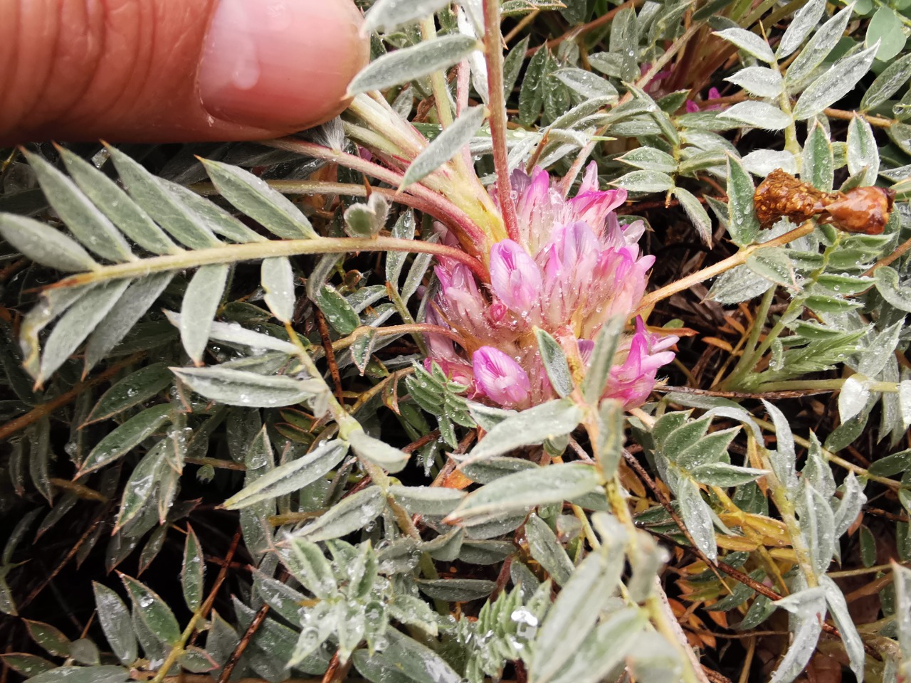 Astragalus brachypterus