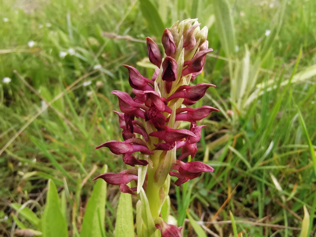 Orchis coriophora