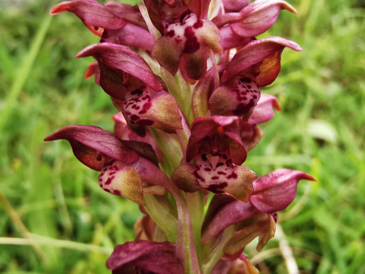 Orchis coriophora