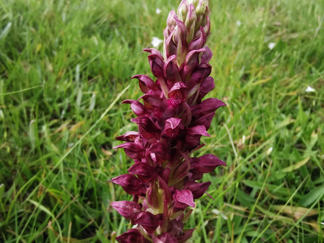 Orchis coriophora