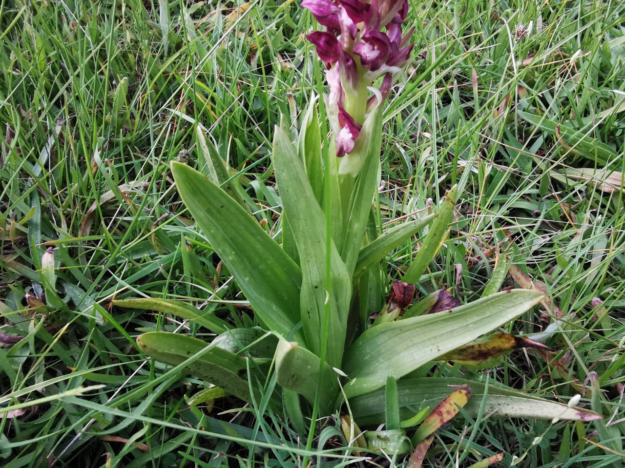 Orchis coriophora