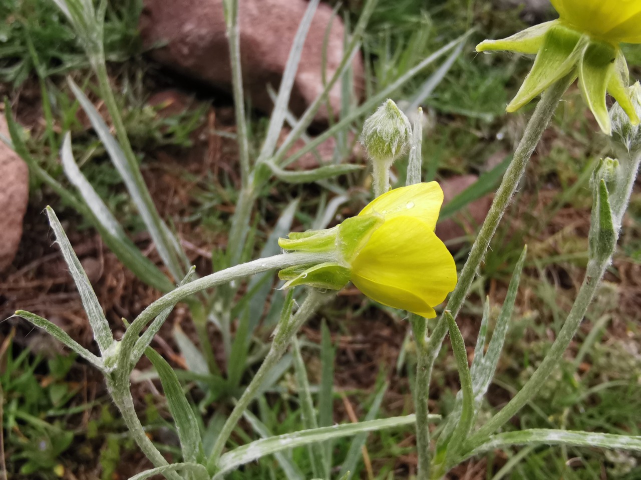 Ranunculus illyricus