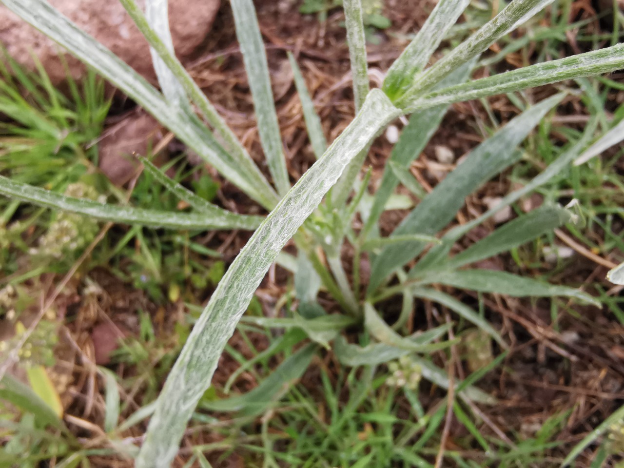 Ranunculus illyricus