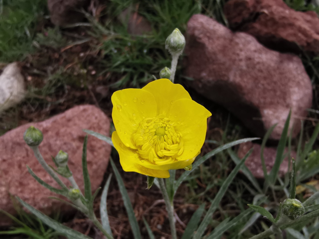 Ranunculus illyricus