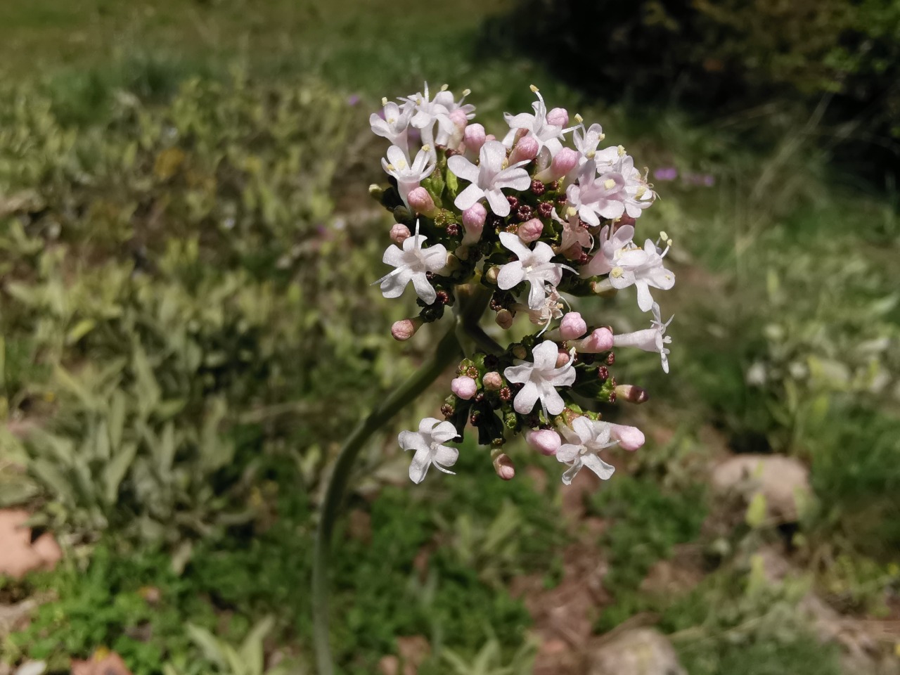 Valeriana tuberosa