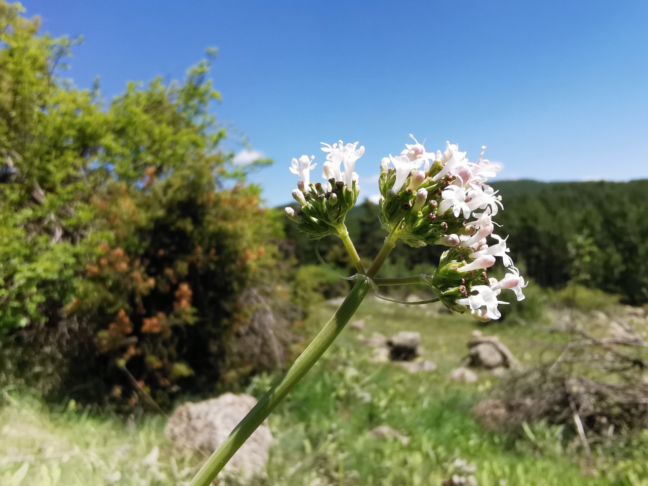 Valeriana tuberosa