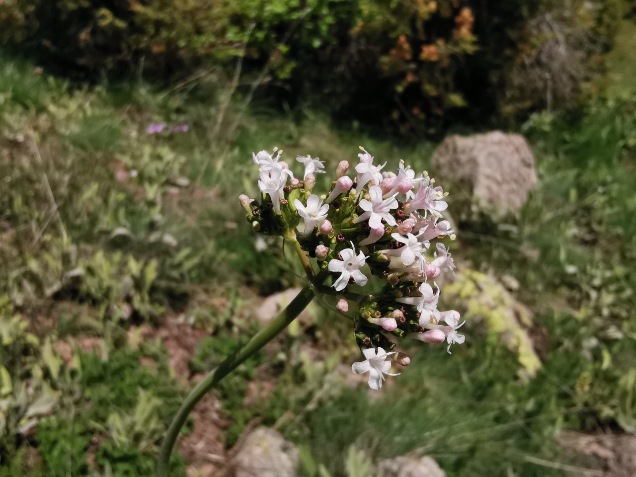 Valeriana tuberosa