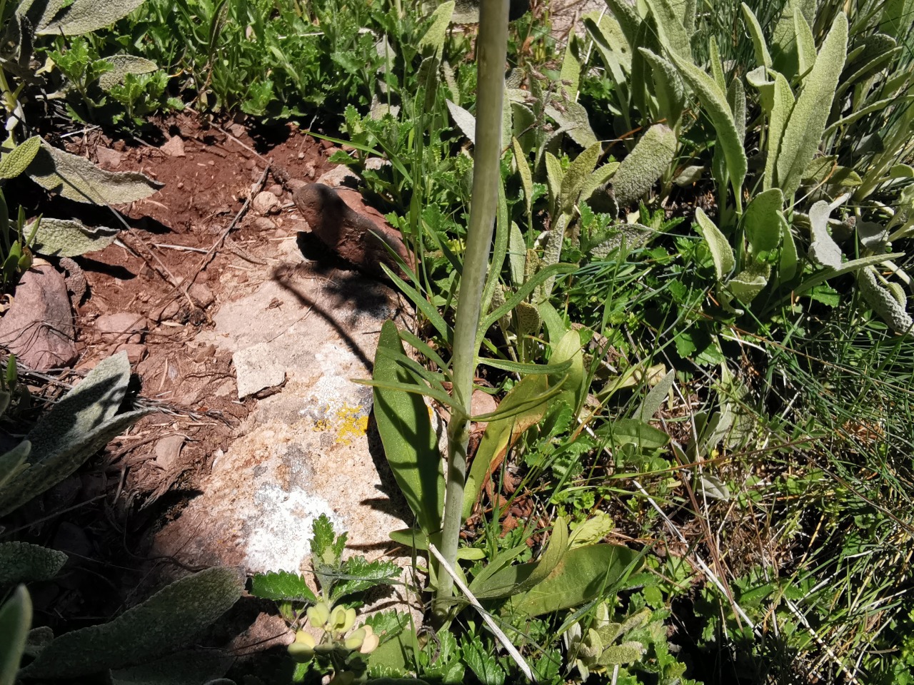 Valeriana tuberosa