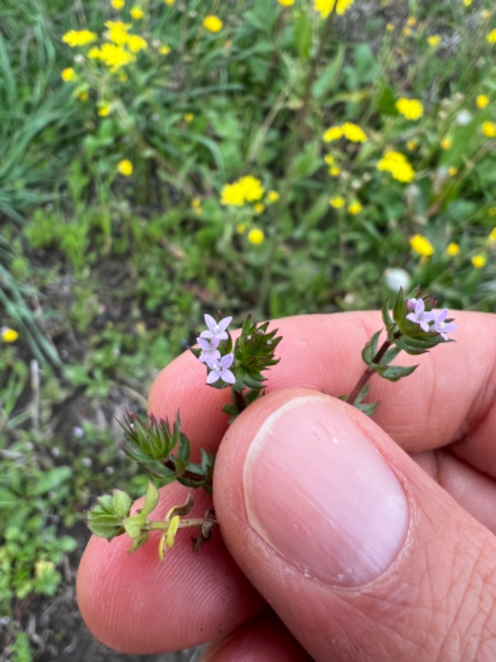 Sherardia arvensis