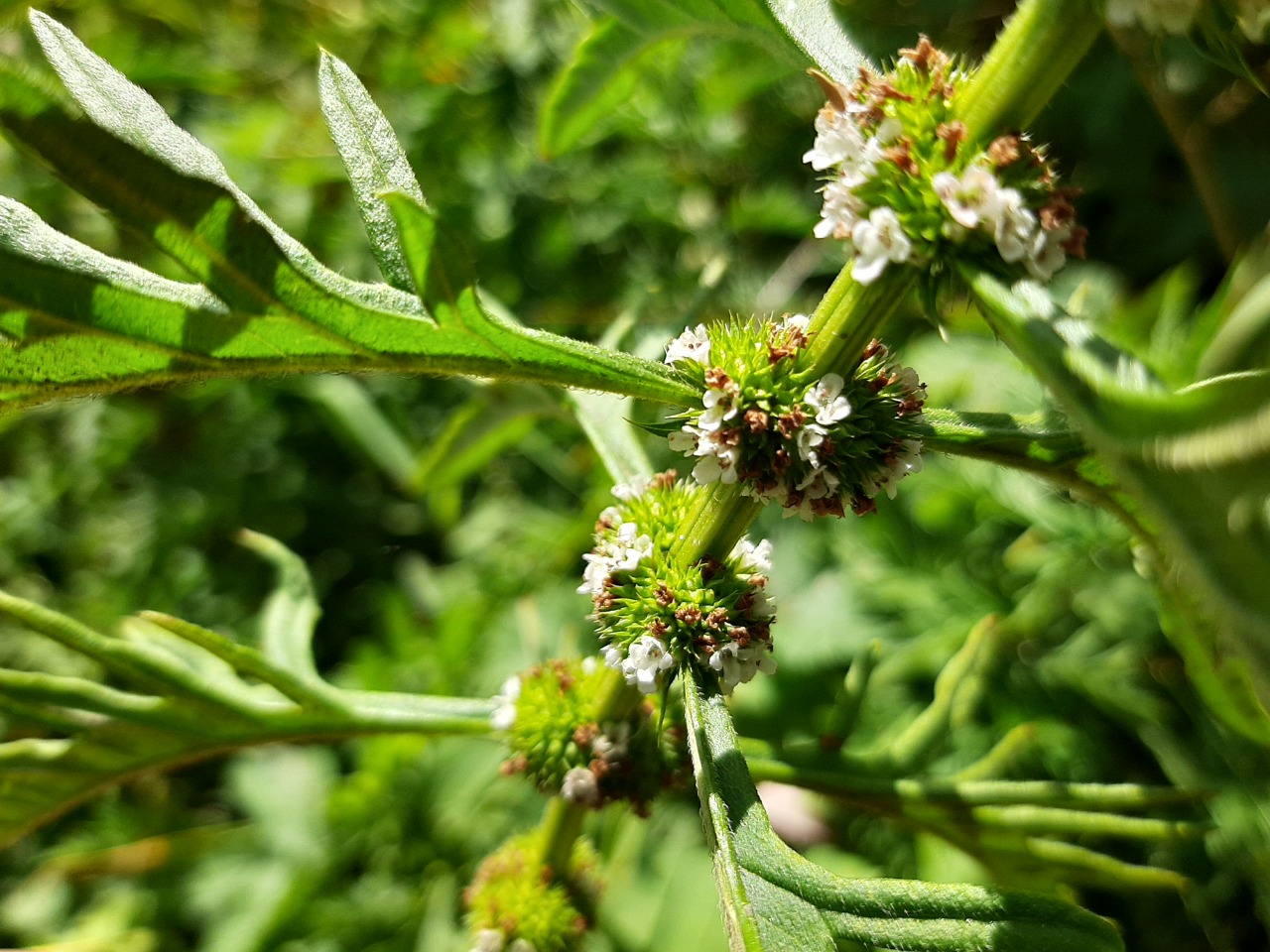 Lycopus europaeus