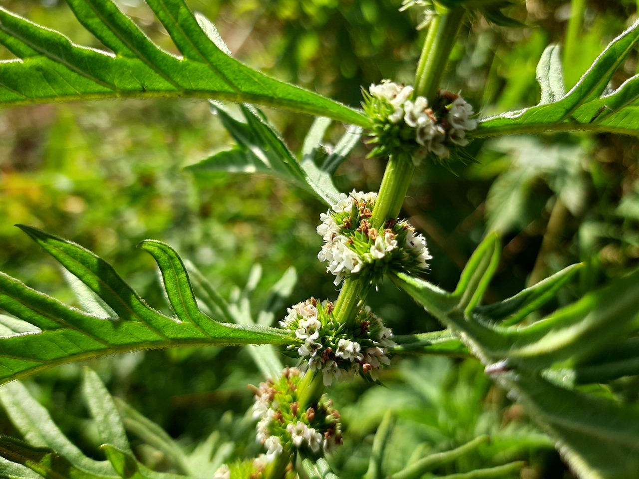 Lycopus europaeus