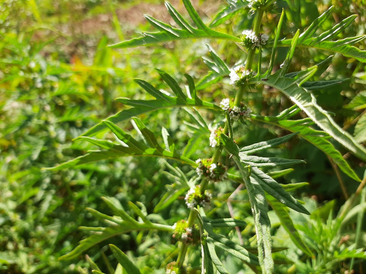 Lycopus europaeus