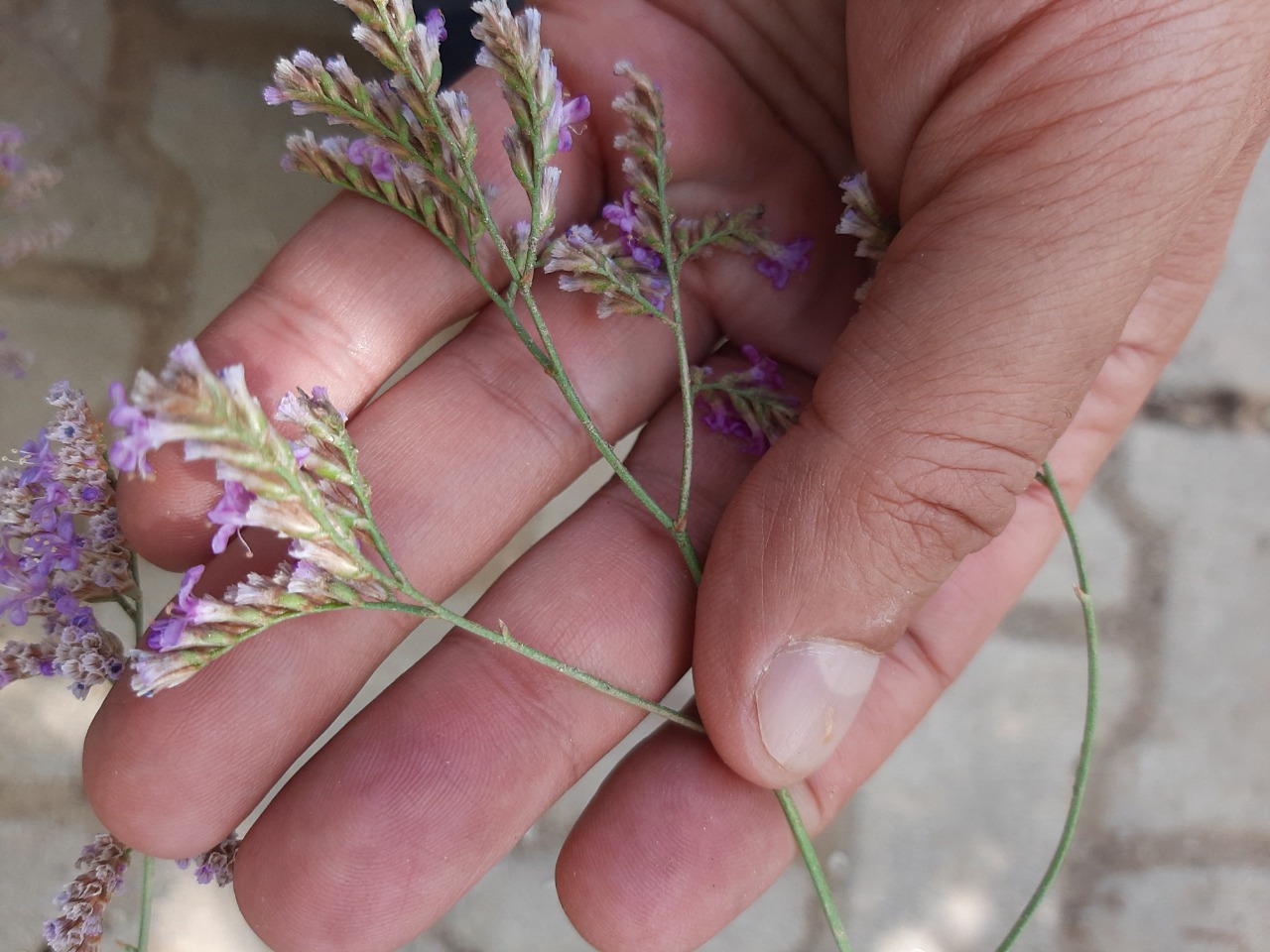 Limonium gmelinii