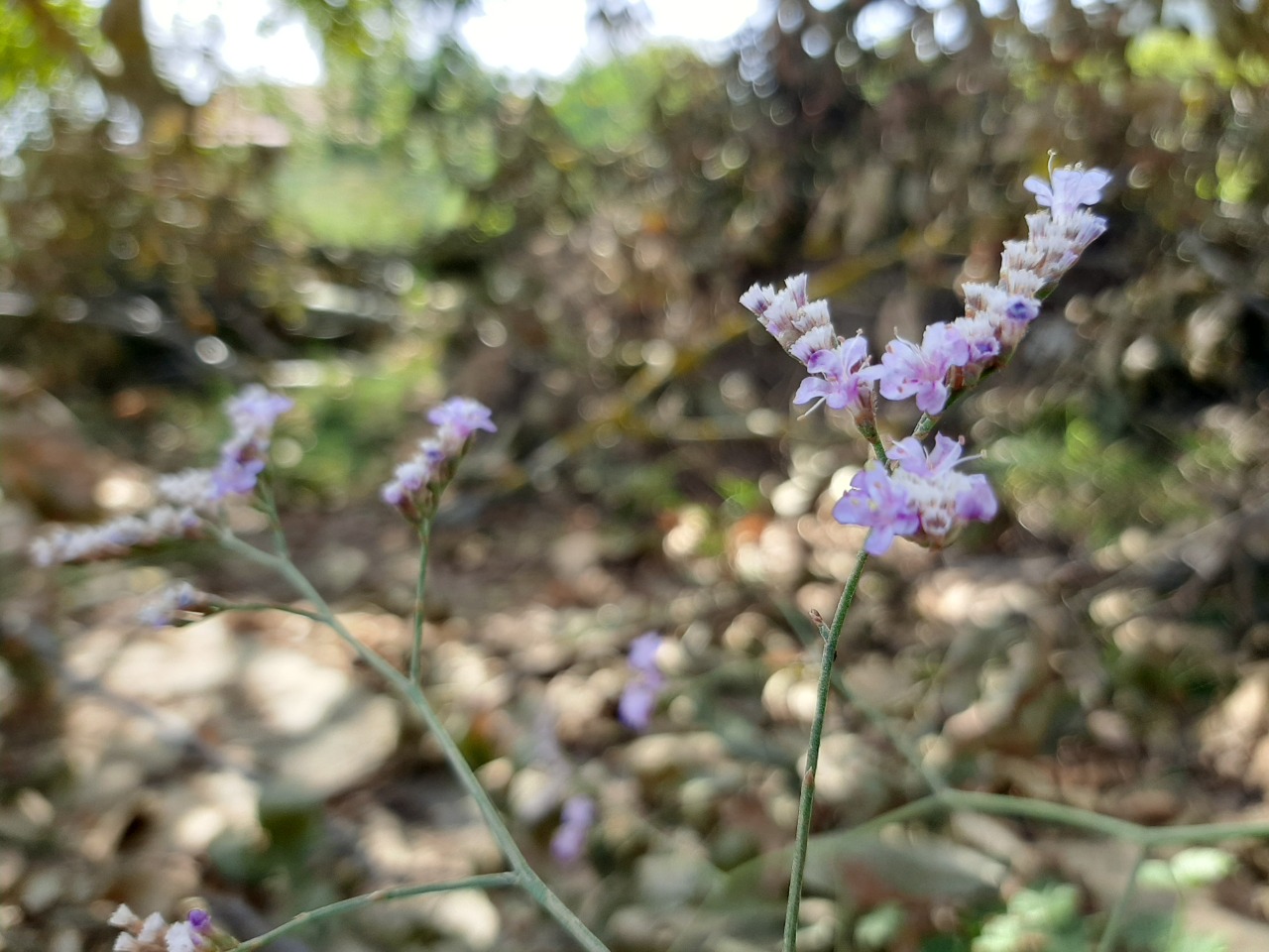 Limonium gmelinii