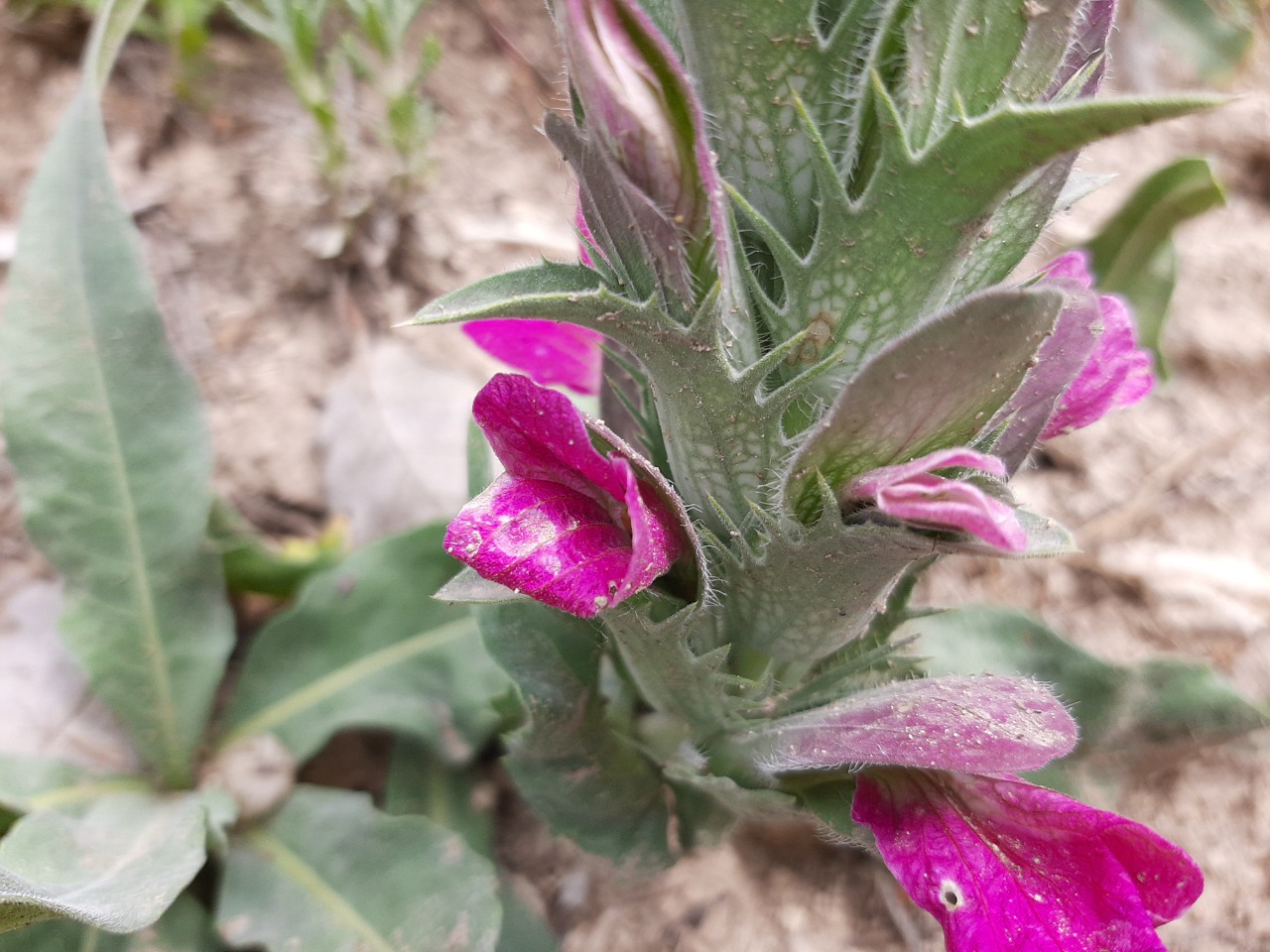 Acanthus dioscoridis