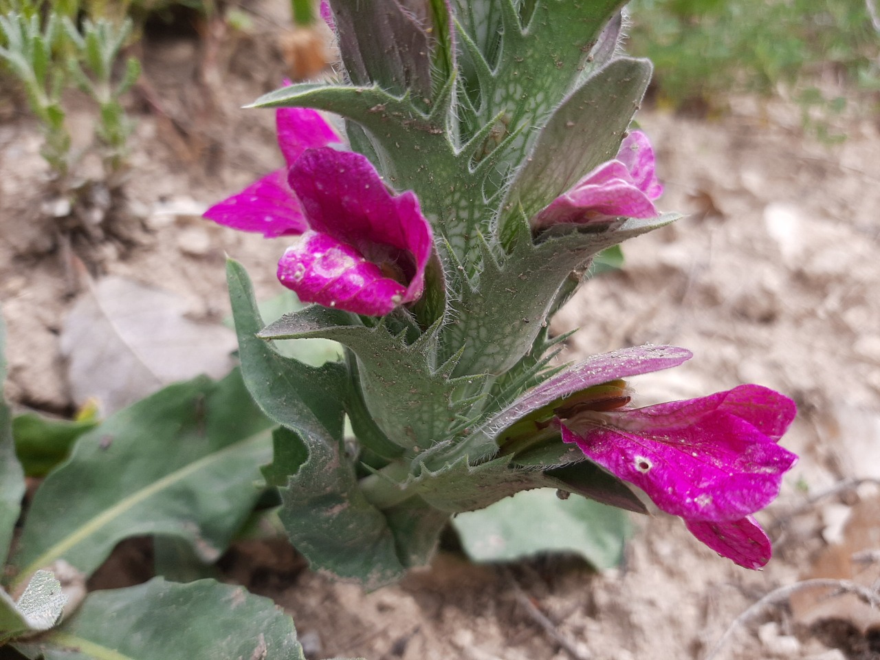 Acanthus dioscoridis