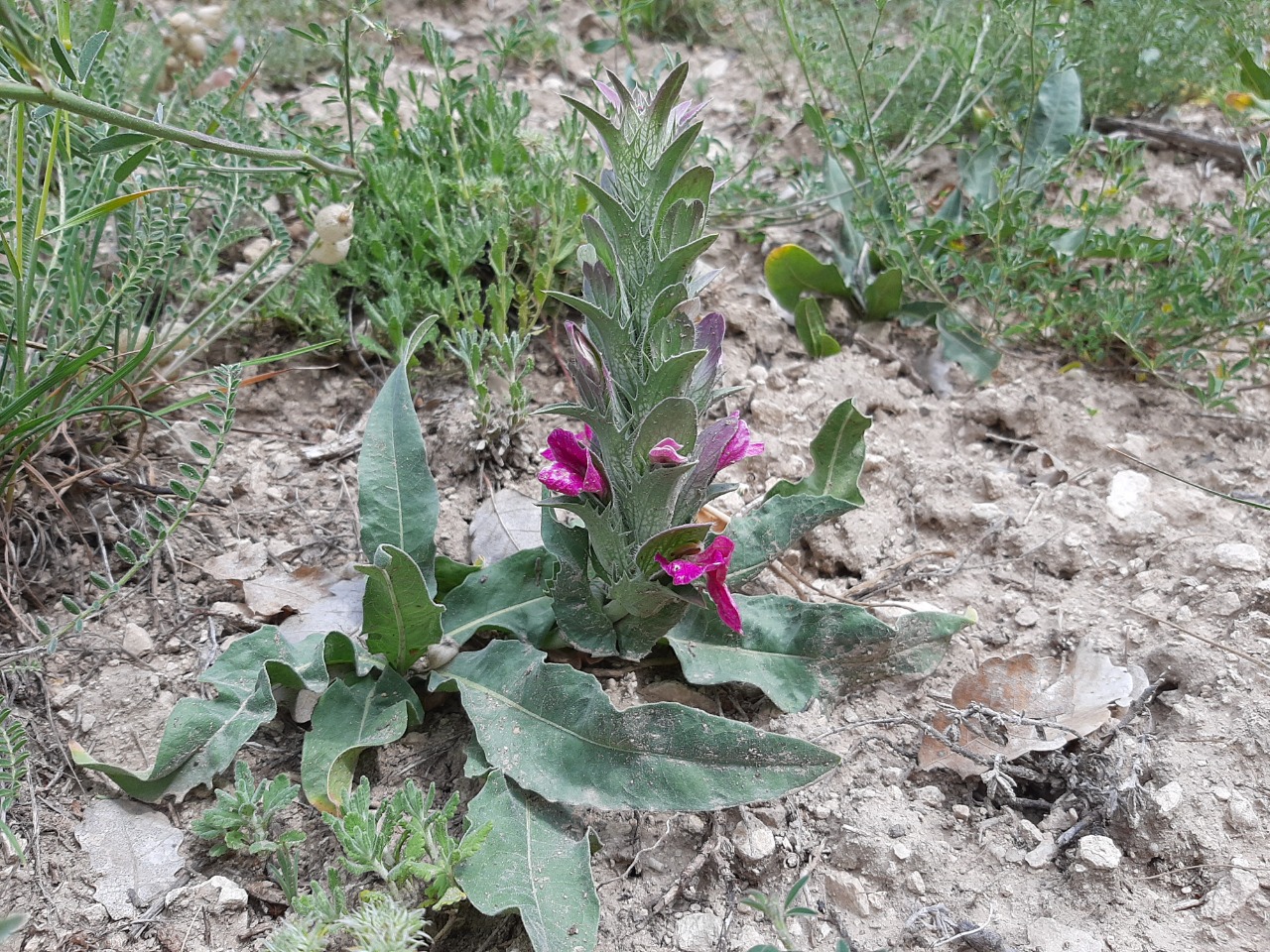 Acanthus dioscoridis