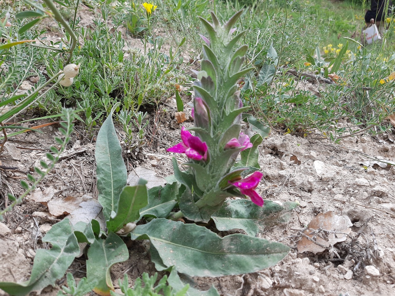 Acanthus dioscoridis