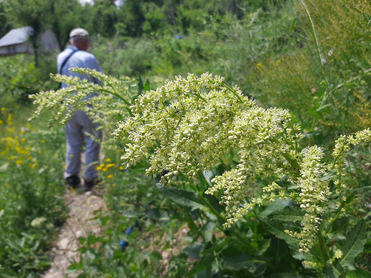 Beta corolliflora
