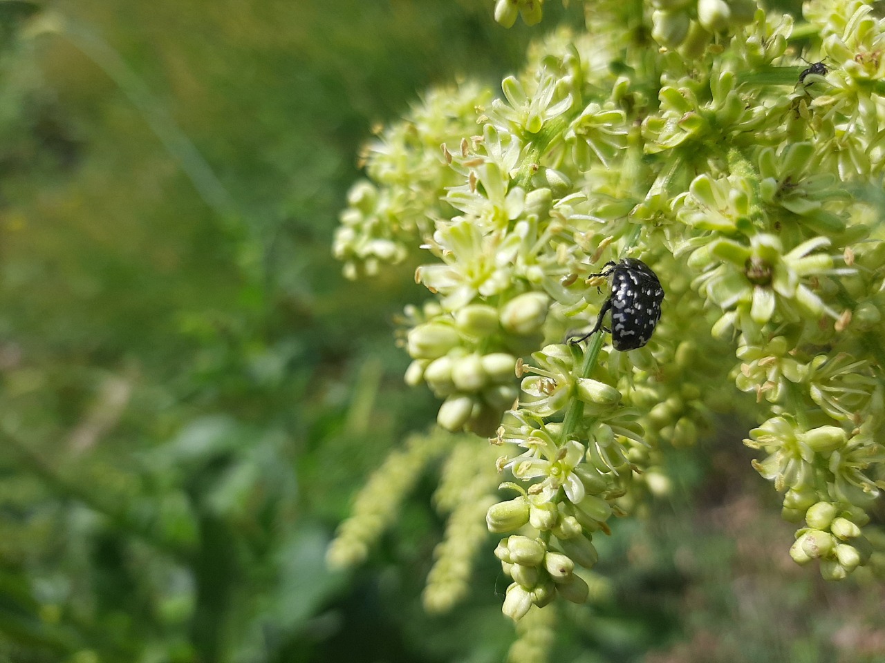 Beta corolliflora