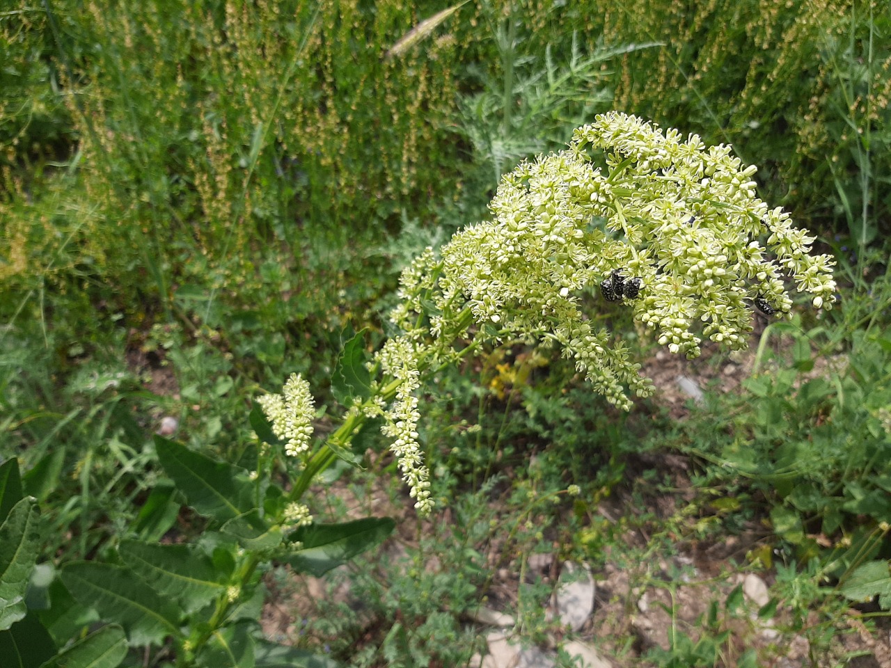 Beta corolliflora