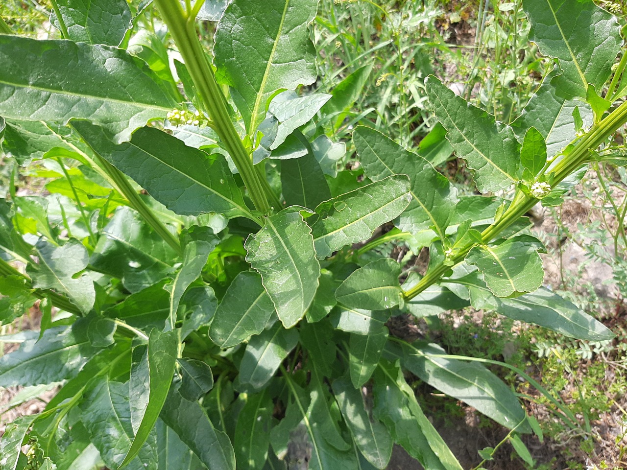 Beta corolliflora