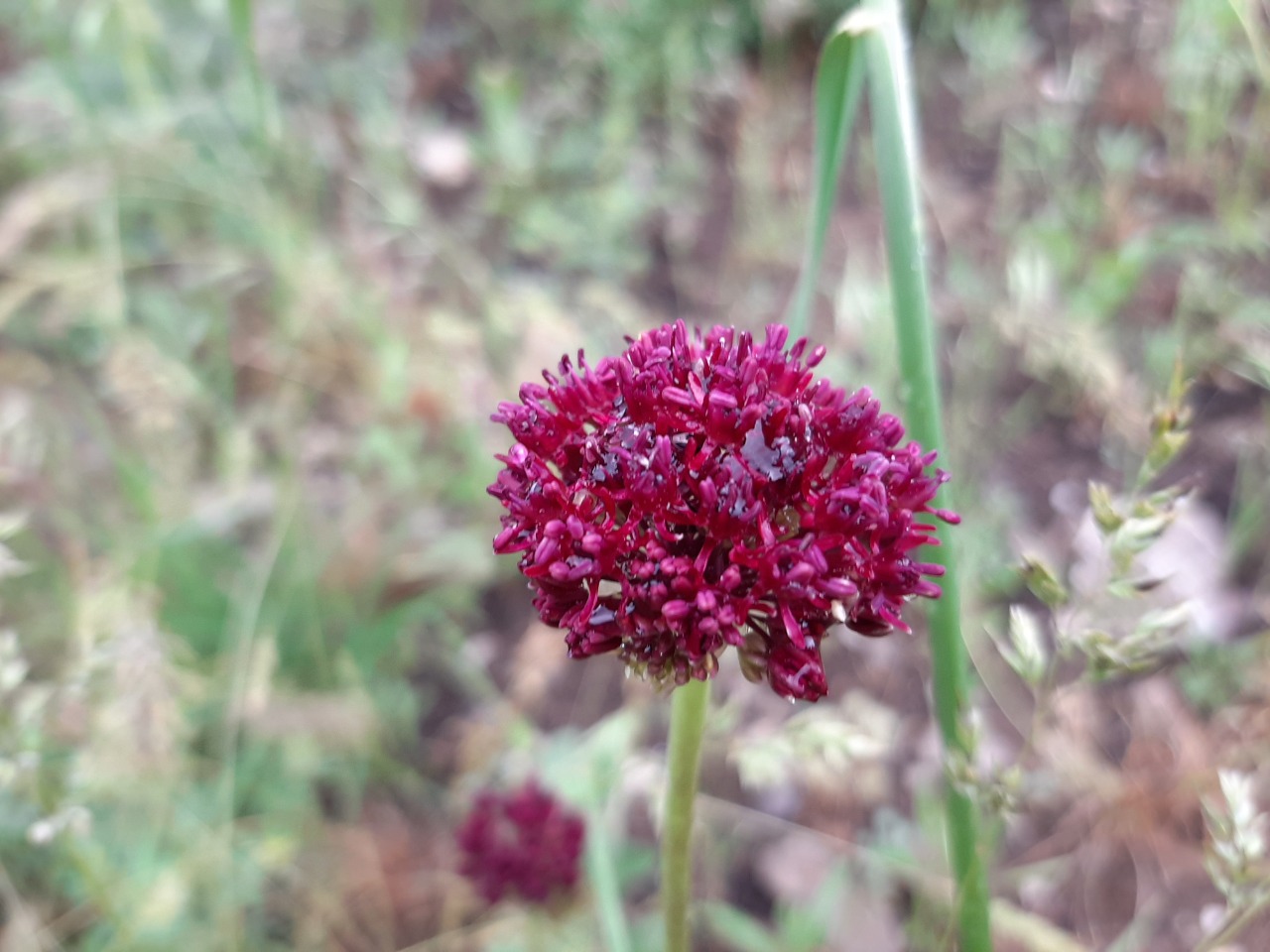 Allium cardiostemon