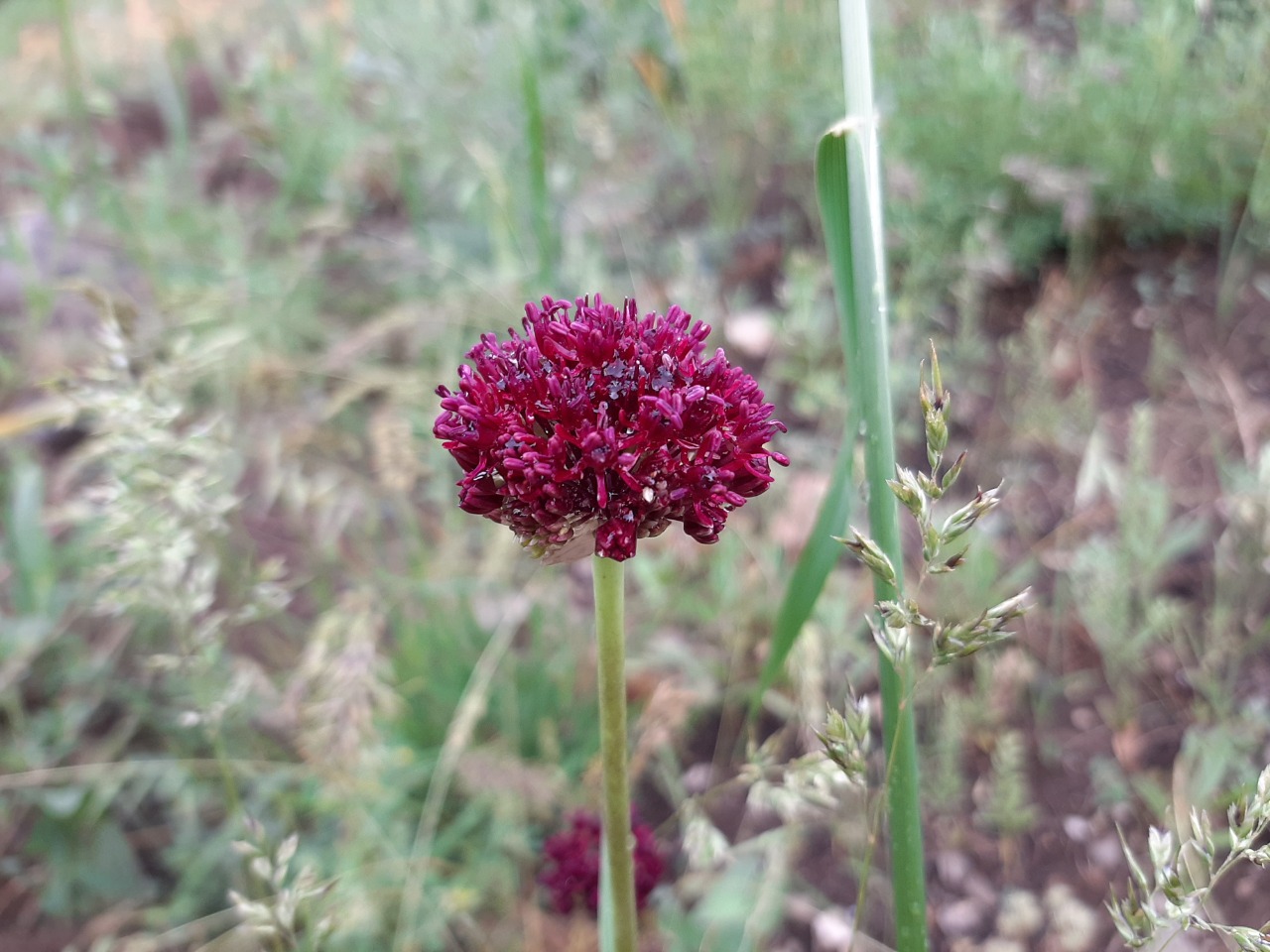 Allium cardiostemon