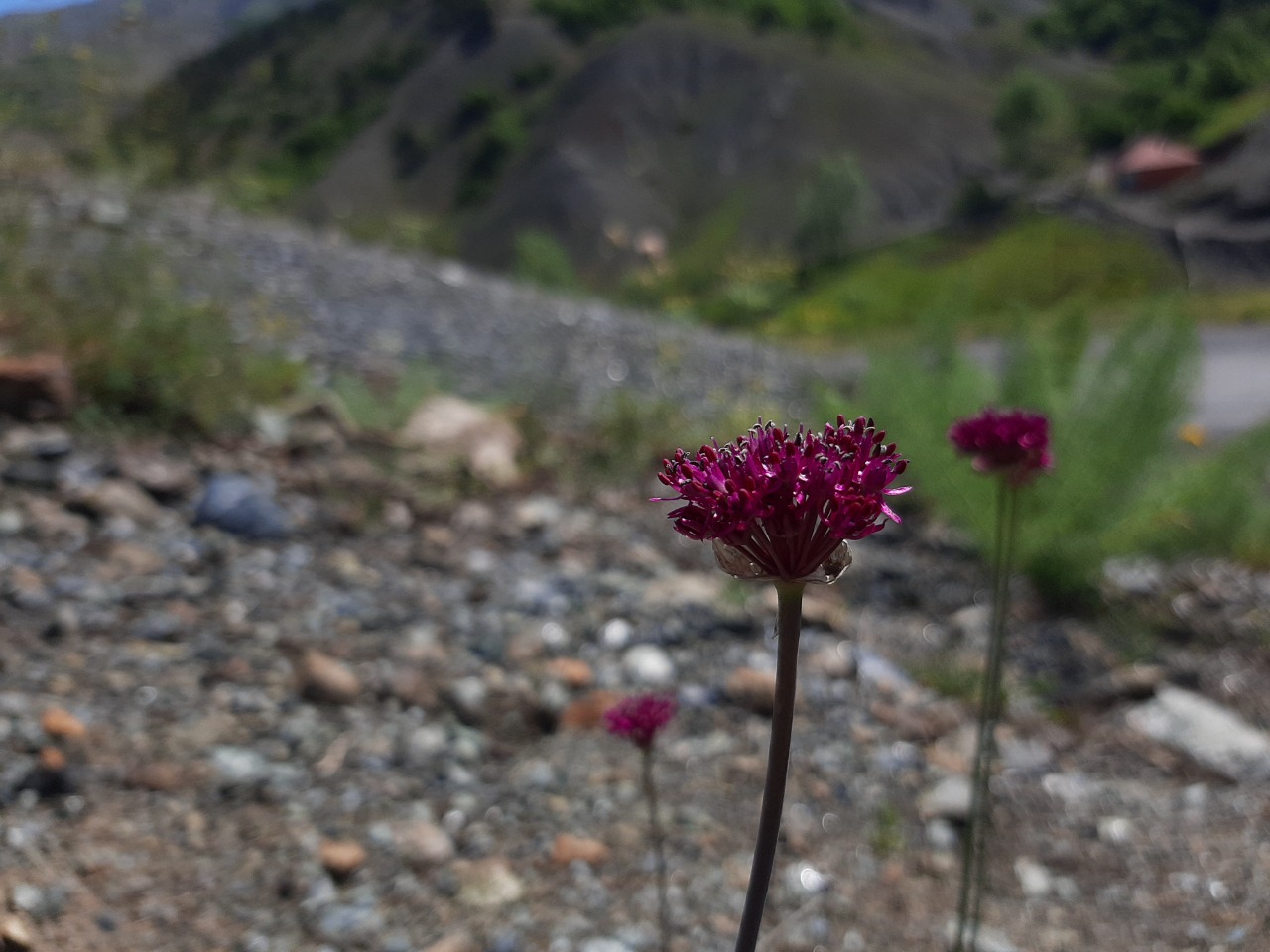 Allium cardiostemon