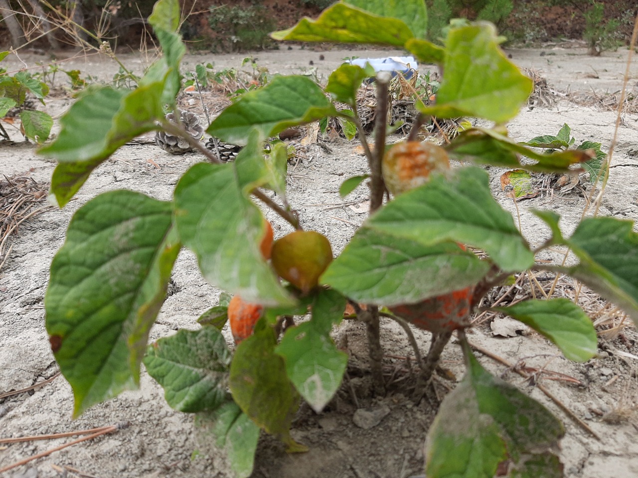 Physalis alkekengi