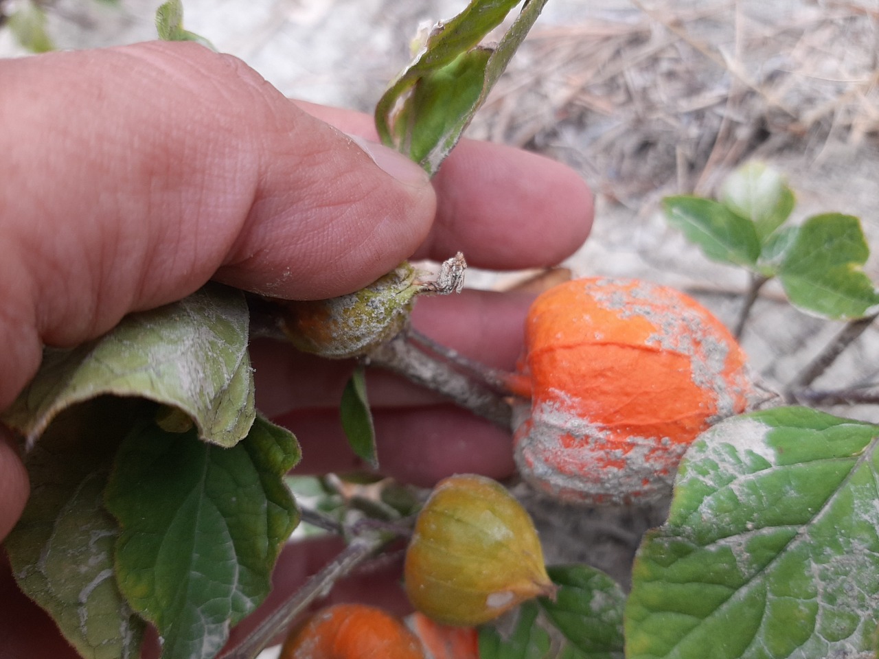 Physalis alkekengi