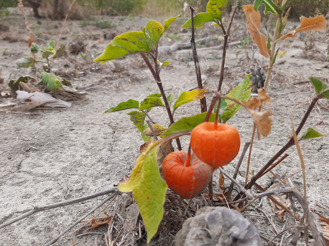 Physalis alkekengi