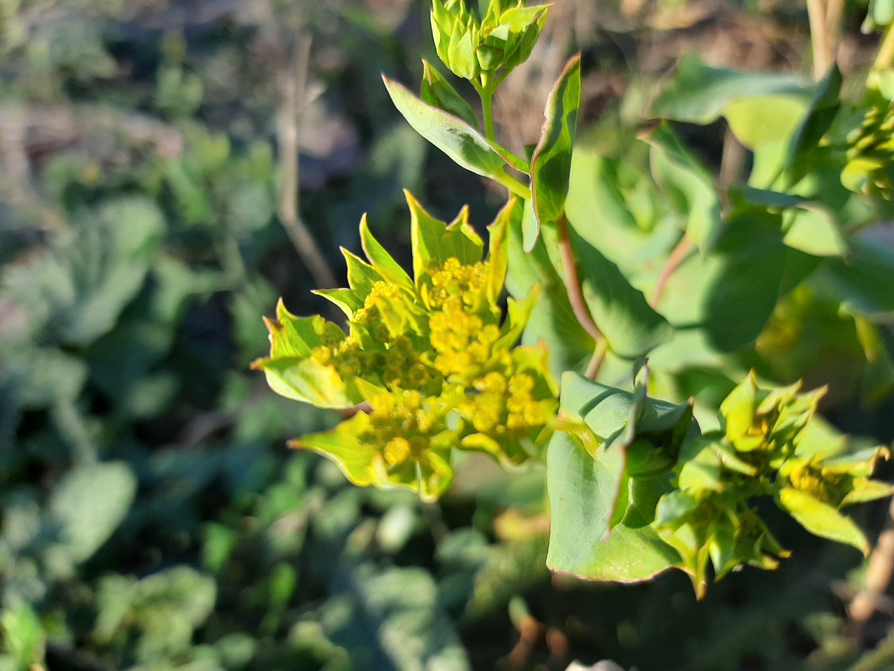 Bupleurum rotundifolium