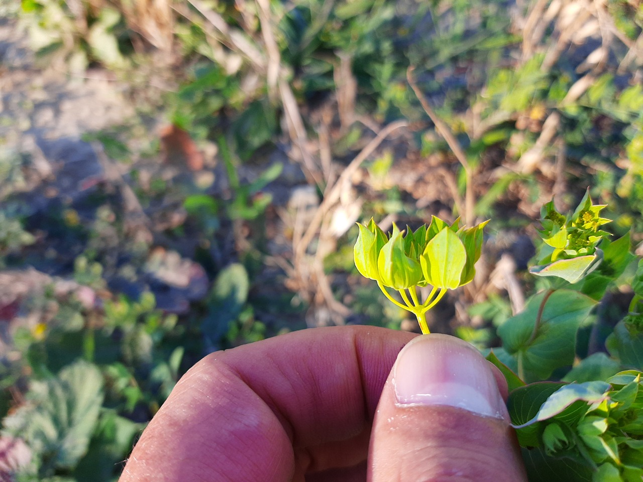 Bupleurum rotundifolium