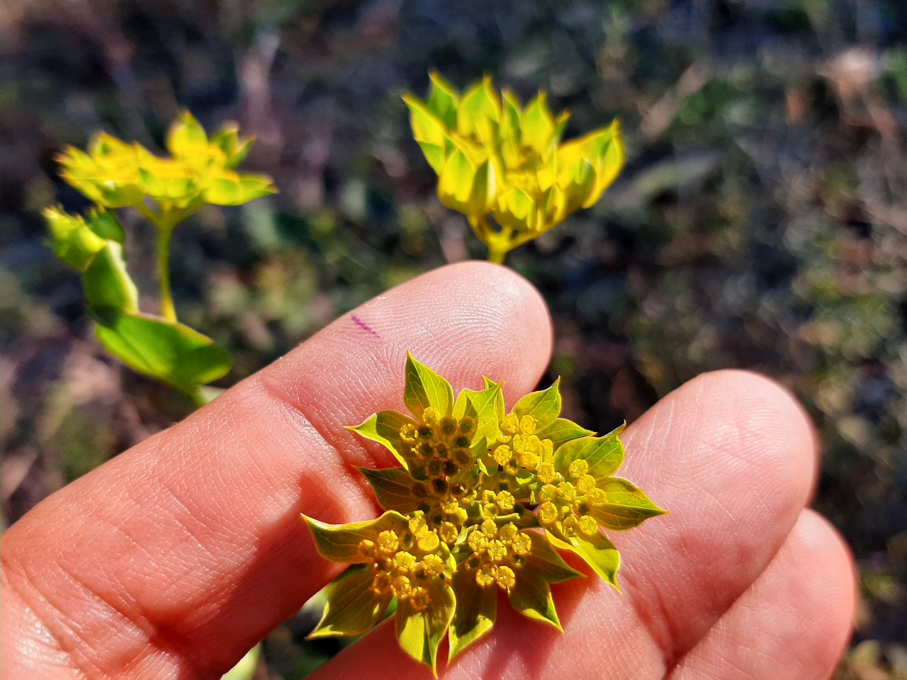 Bupleurum rotundifolium