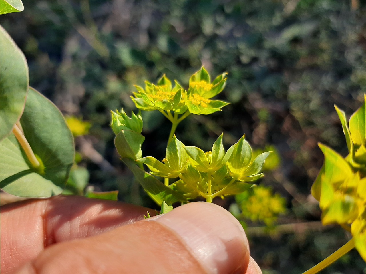 Bupleurum rotundifolium