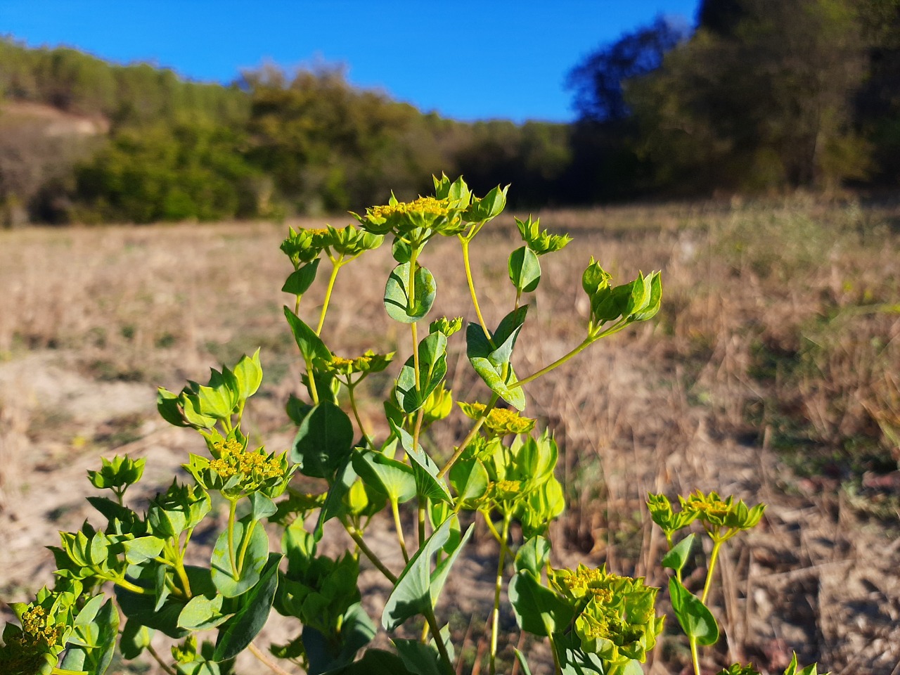 Bupleurum rotundifolium